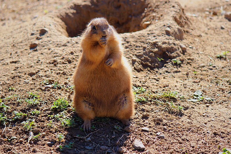 File:Prairie dog at the Minnesota Zoo.jpg