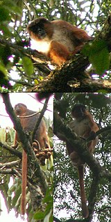 Preusss red colobus Species of Old World monkey