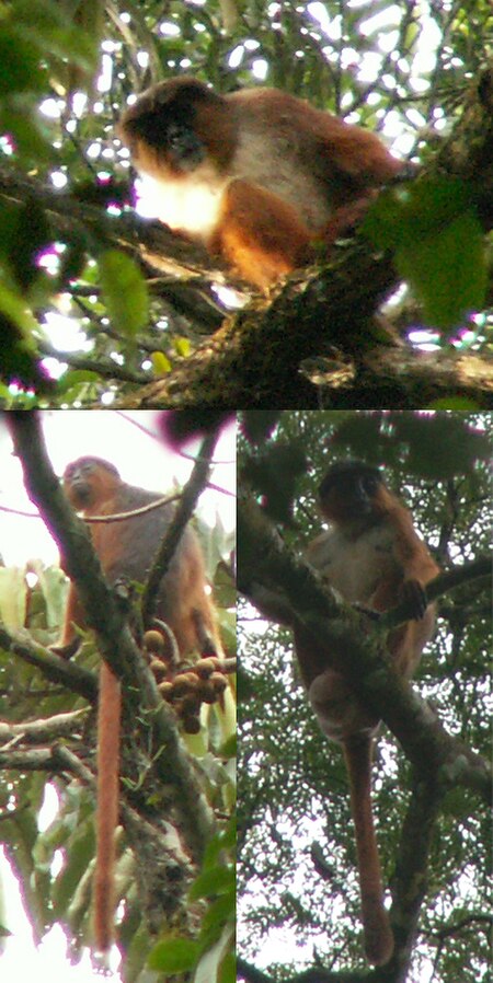 Tập_tin:Preuss's_red_colobus.jpg