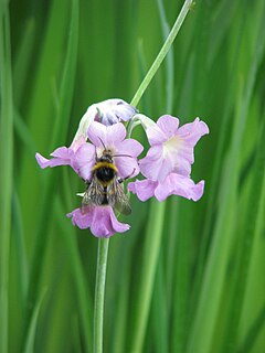 <i>Primula alpicola</i> species of plant