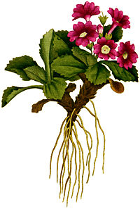 Plate 14 Primula villosa