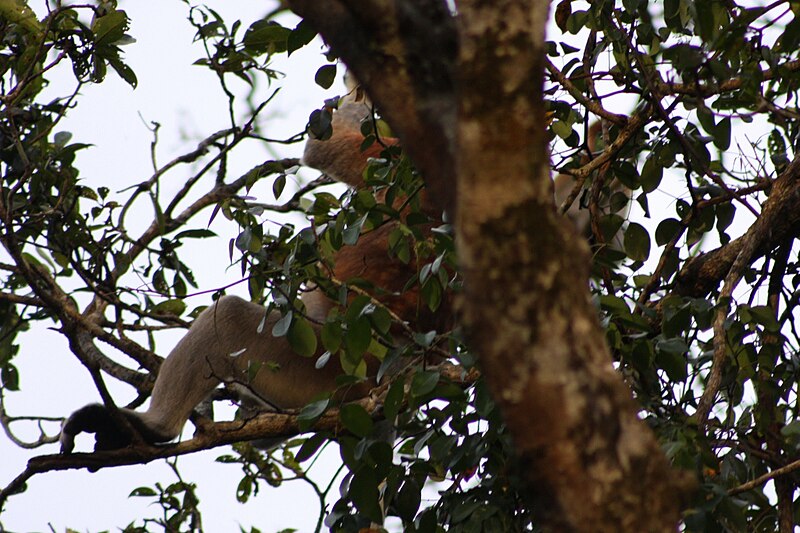 File:Proboscis Monkey (Nasalis larvatus) (7113323017).jpg