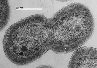 <span class="mw-page-title-main">Synechococcales</span> Order of bacteria