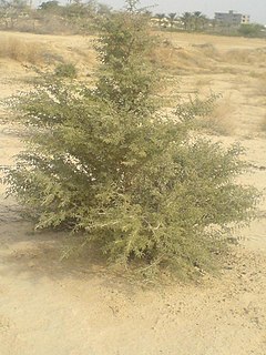 <i>Prosopis koelziana</i> species of plant