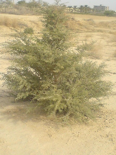 File:Prosopis koelziana.JPG