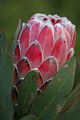 Unidentified protea, possibly a hybrid, taken at Kirstenbosch, South Africa