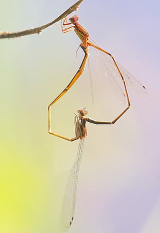 <i>Protoneura</i> Genus of damselflies