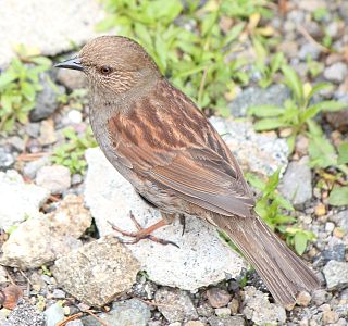 <span class="mw-page-title-main">Japanese accentor</span> Species of bird