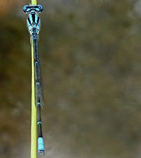 Blue Riverdamsel Pseudagrion microcephalum male