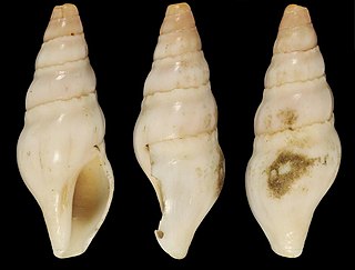 <i>Pseudomelatoma eburnea</i> Species of gastropod