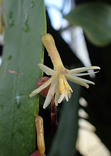 <i>Pseudorhipsalis</i> Genus of cacti