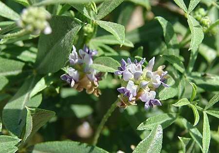 Psoralidium lanceolatum