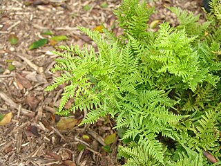 <i>Pteris adscensionis</i> Species of fern