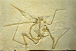 Миниатюра для Pterodactylidae