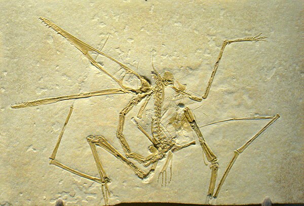 Pterodactyloidea