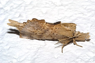 <i>Pterostoma</i> Genus of moths