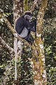 * Nomination Purple-faced langur (Semnopithecus vetulus vetulus) --Charlesjsharp 10:29, 13 March 2022 (UTC) * Promotion  Support Good quality. --Rjcastillo 14:04, 13 March 2022 (UTC)