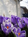 Purple Garden Flower2.jpg