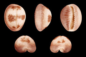 Cinco vistas da concha de P. pediculus; espécime proveniente de Porto Rico, Grandes Antilhas.