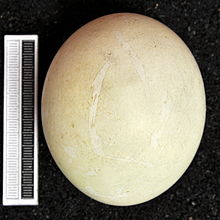 Egg, Museum Wiesbaden Pygoscelis papua MWNH 0520.JPG