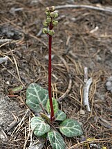 Pyrola picta