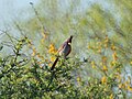 Thumbnail for File:Pyrrhuloxia (16992154112).jpg