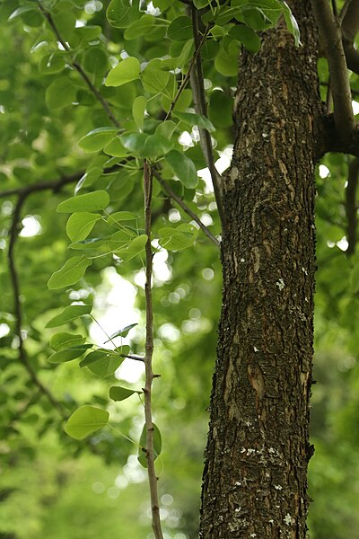 File:Pyrus pyraster IMG 3385.jpg