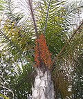 Thumbnail for Syagrus (plant)