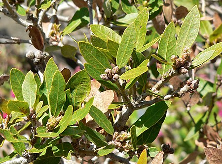 Quercus_vacciniifolia