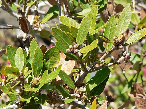 Quercus vaccinifolia 1