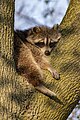 * Nomination Raccoon --Fabian Roudra Baroi 02:25, 15 June 2023 (UTC) * Promotion  Support Good quality -- Johann Jaritz 02:27, 15 June 2023 (UTC)