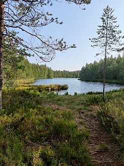 Kesäinen kuva Rajajärveltä.