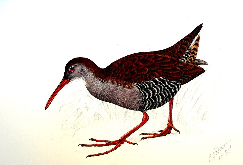 File:Rallus caerulescens00.jpg