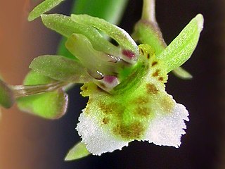 <i>Rauhiella</i> Genus of orchids