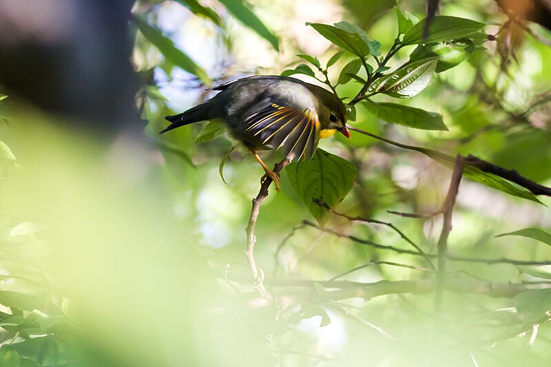 File:Red-billed leiothrix (29996390754).jpg