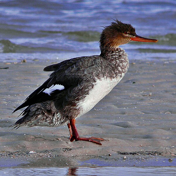 File:Red-breasted Merganser Mergus serrator, Munyon Island, Florida.jpg