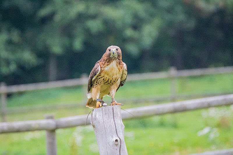 File:Red-tailed Hawk (24000828065).jpg