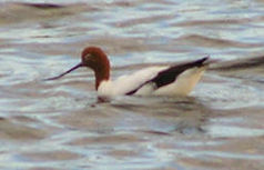 The lakes are an important refuge for the red-headed avocet (Recurvirostra novaehollandiae)