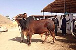 Red Sindhi Bull op Pakistan.jpg