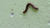 File:Red millipede crawling on a wall.webm