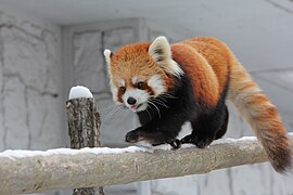 Westlicher Kleiner Panda (Ailurus fulgens)