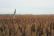 Location filming took place in the River Alde reed beds at Snape, Suffolk Reeds and old tree - geograph.org.uk - 666261.jpg