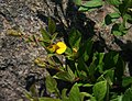 Rhynchosia clivorum subsp. clivorum