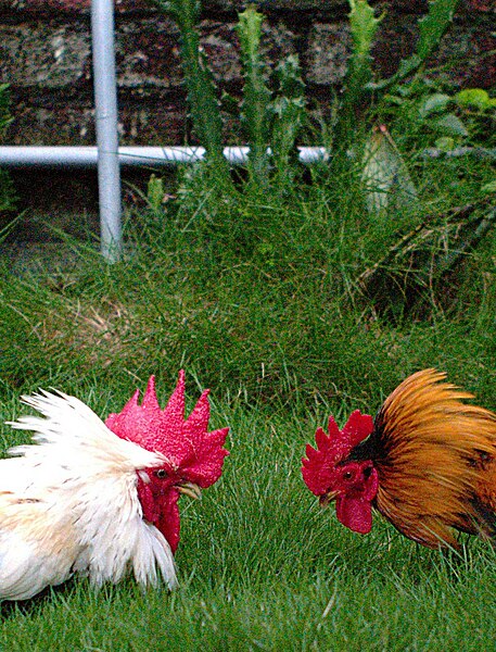 File:Roosters preparing to fight.jpg