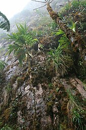 Forêt tropicale humide au pied des falaises.