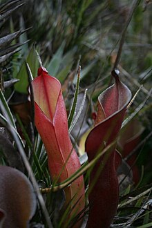 Roraima Heliamphora nutans1.JPG