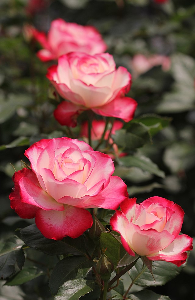 des roses rouges aux pétales blancs bordés de rouge