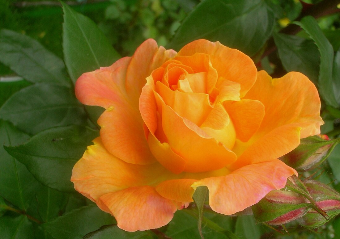 Rumba (rose)