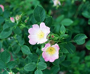 Beschreibung des Bildes Rosa blanda.jpg.