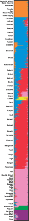 Chart showing human genetic clustering Rosenberg2007.png